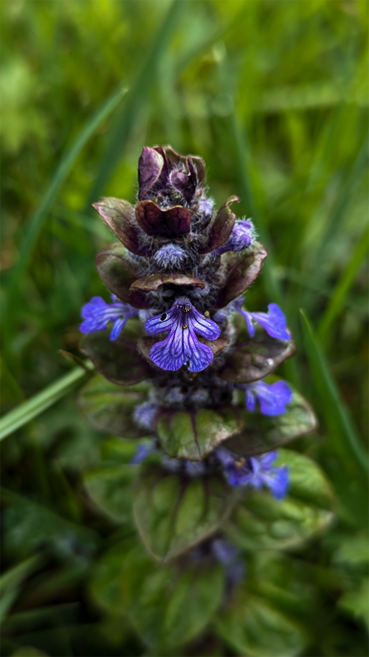 Bugle rampante